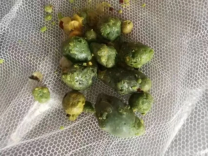 Green pea-sized rubbery masses expelled on Day 7 morning after following the liver and gallbladder cleanse protocol, showing characteristic bile coloration.